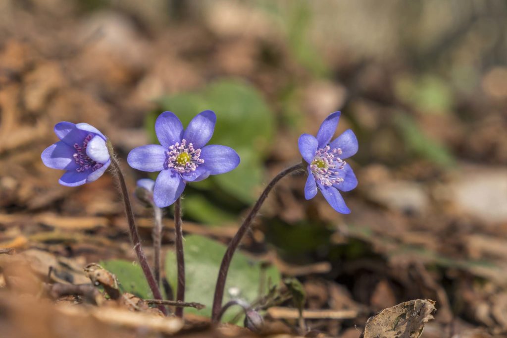 anomone hepatica