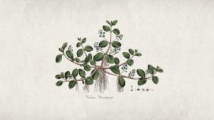 Illustration gravure plante