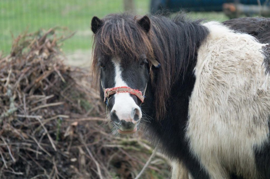 poney animal domestique